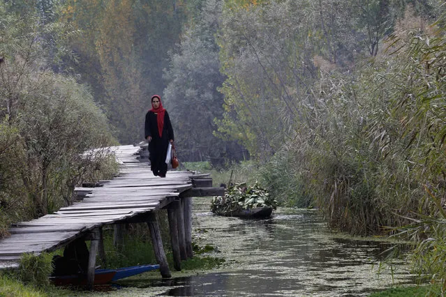 A Kashmiri woman walks on a footbridge in the interior of Dal Lake during autumn in Srinagar October 18, 2012. Footbridges and small boats are the only link between the shore and people residing in the interior of Dal Lake, the region's main tourist attraction. (Photo by Fayaz Kabli/Reuters)