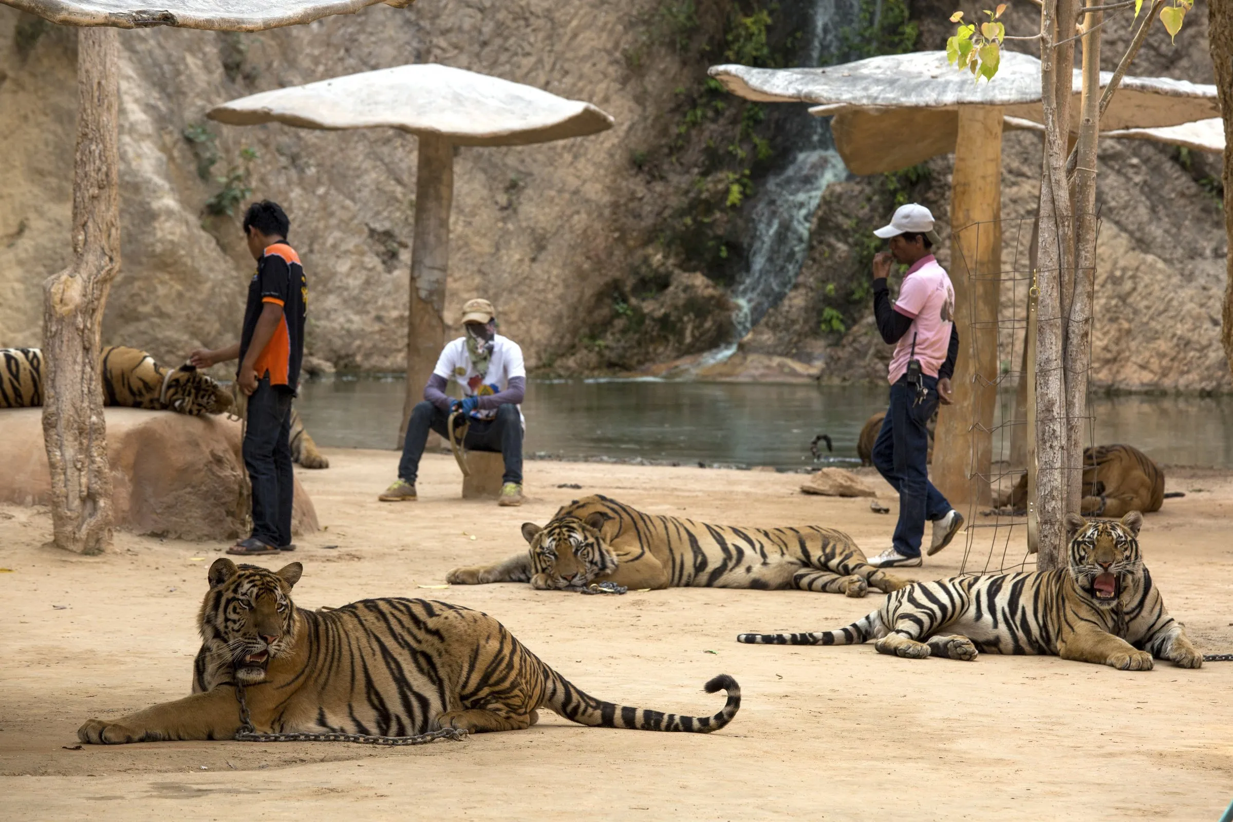 Включи тигриные истории. Храм тигра в Тайланде. Тигриный монастырь, Тайланд. Храм тигра в Канчанабури. Тайланд буддийский монастырь с тиграми.