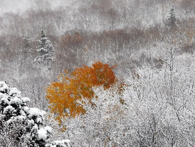An overnight snow surrounds fall colors in Franconia Notch Sunday, October 23, 2016, in Franconia, N.H. (Photo by Jim Cole/AP Photo)