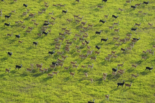 Antelope run as they migrate through national parks and surrounding areas in South Sudan, Tuesday, June 18, 2024. The country's first comprehensive aerial wildlife survey, released Tuesday, June 25, found about 6 million antelope. (Photo by Brian Inganga/AP Photo)