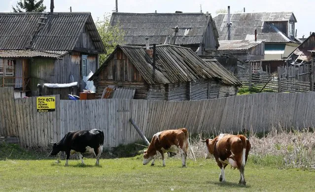 Cows graze in Bolshaya Inya village, Minusinsk district of Krasnoyarsk region, Siberia, Russia, May 21, 2016. (Photo by Ilya Naymushin/Reuters)