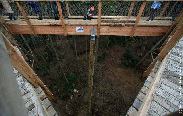 Visitors of the world's longest tree top walk between the trees of the Bavarian forest