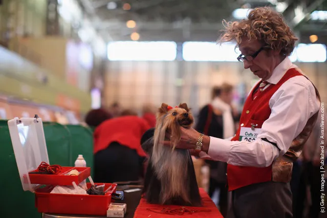 A Yorkshire Terrier is groomed by it's owner on Day one of Crufts at the Birmingham NEC Arena