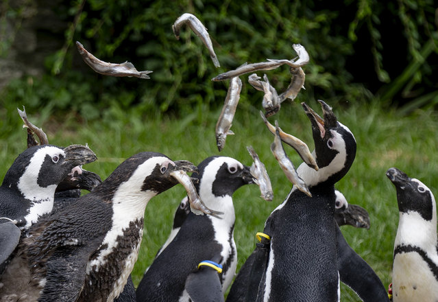 Penguins try to catch fish as they are fed in the zoo in Kronberg near Frankfurt, Germany, Thursday, Aug. 1, 2024. (Photo by Michael Probst/AP Photo)