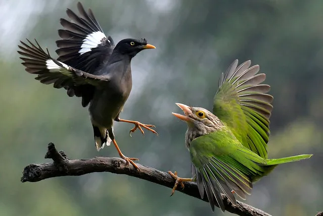 A lineated barbet (R) and a jungle myna (L) fight in the Morigaon district of Assam, India, 17 November 2019. (Photo by EPA/EFE/Stringer)