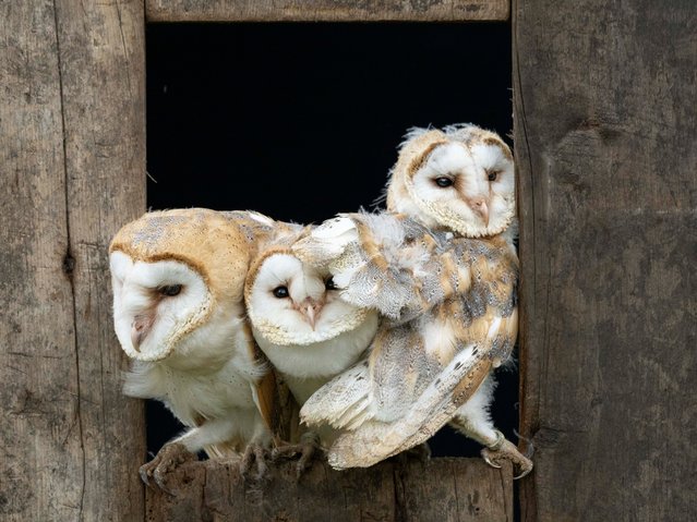 In Wigan, UK, barn owlets jostle for space as they wait for their mother, who hunts by sound rather than sight, to return with food in the second decade of August 2024. (Photo by Lesley Gooding/Animal News Agency)