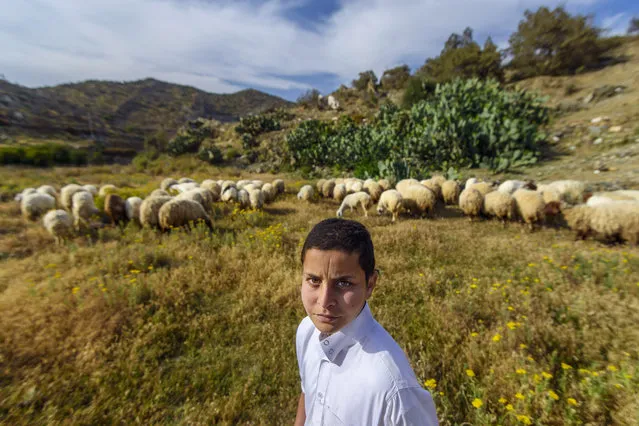 “Shepherd”. This Child takes care of sheep after returning from school in the highest mountains of Bani Malik in Taif, Saudi Arabia. Photo location: Tiaif. (Photo and caption by Yousef Masoud/National Geographic Photo Contest)