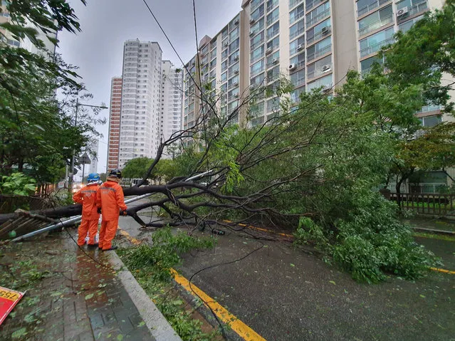 In this September 22, 2019, photo, traffic road is blocked by trees as typhoon Tapah approaches in Busan, South Korea. A powerful typhoon battered southern South Korea, injuring 26 people and knocking out power to about 27,790 houses, officials said Monday. (Photo by Cha Keun-ho/Yonhap via AP Photo)