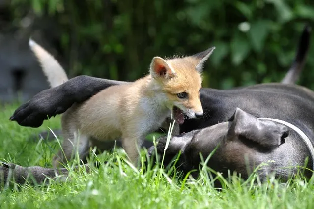 A photo made available on 30 May 2016 shows a fox cub and a dog playing in the garden of animal caretaker Reka Soter's house in Pomaz, Hungary, 29 May 2016. The little fox, that was given the name “Pixie” was found ill and is now being raised by Reka Soter and growing up with her dogs from an animal shelter. (Photo by Attila Kovacs/EPA)