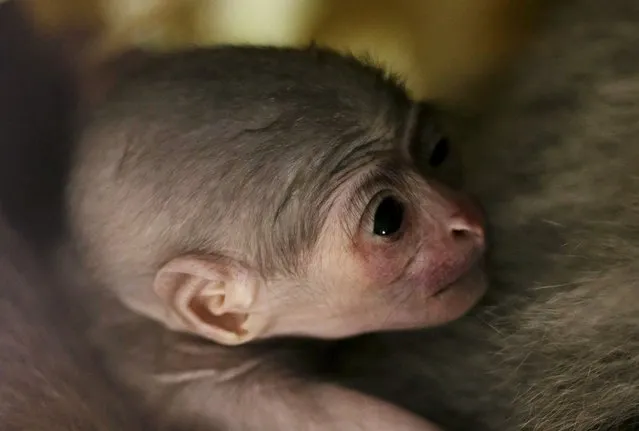 A newborn Silvery Gibbon baby is held by its mother Alangalang at Prague Zoo, Czech Republic, July 30, 2015. (Photo by David W. Cerny/Reuters)