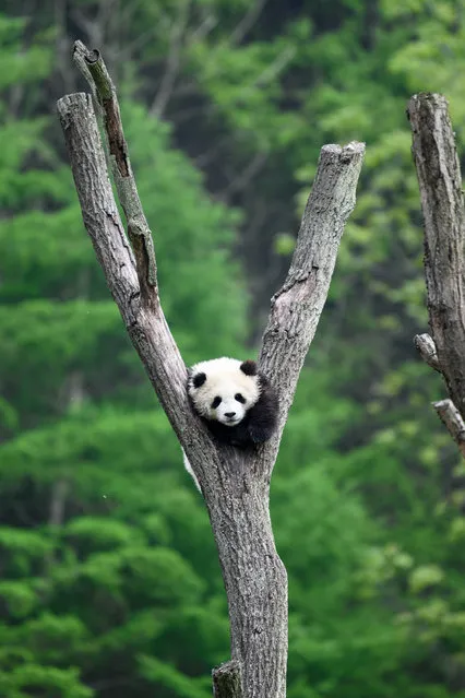 A giant panda climbs a trunk at Shenshuping base of China Conservation and Research Center for Giant Pandas in Wolong National Nature Reserve, southwest China's Sichuan Province, April 24, 2022. (Photo by Xinhua News Agency/Rex Features/Shutterstock)