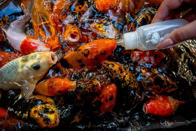 Visitors feed the fish with baby bottles at an aquarium located in a shopping mall in Ankara, Turkiye on August 16, 2024. Both children and adults are interested in the fish-feeding activity at the aquarium, which houses hundreds of fish. (Photo by Omer Taha Cetin/Anadolu via Getty Images)