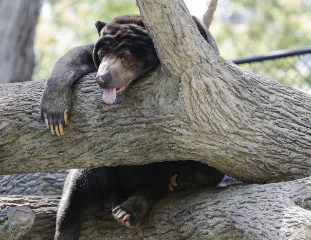 A Sun Bear, native to the tropical forests of Southeast Asia, sleeps in a tree at the Henry Doorly Zoo in Omaha, Neb., Tuesday, July 11, 2017, as temperatures reach 95 degrees Fahrenheit and the humid air makes it feel like 105 degrees. To help visitors deal with the heat, the zoo installed misting stations, is handing out water and has opened it's gates one hour earlier. (Photo by Nati Harnik/AP Photo)