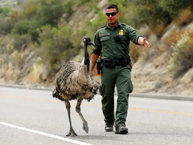 U.S. Customs and Border Patrol officer Constantino Zarate tries to heard an Emu off the highway as a wildfire continues to burn north of the U.S. Mexico border near Potrero, California, U.S. June 21, 2016. (Photo by Mike Blake/Reuters)