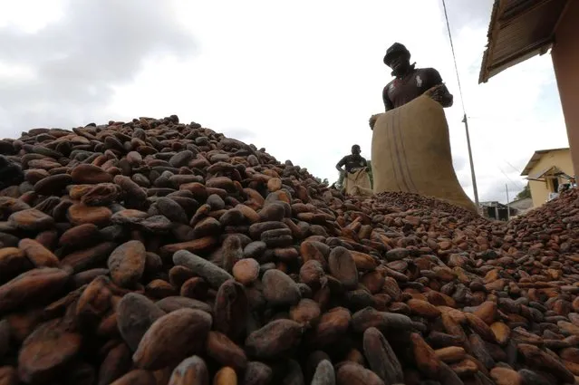 Men pour out cocoa beans to dry in Niable. At the October start of the 2013/14 season – the second under the new reform regime – the CCC raised its farmgate price so it was roughly equal to Cocobod's. Not for long. As the Ghanaian cedi plunged, Ivory Coast's CFA franc, a regional currency pegged to the euro, held stable. Today, in dollar terms, the Ivorian price is more than 55 percent higher. (Photo by Thierry Gouegnon/Reuters)