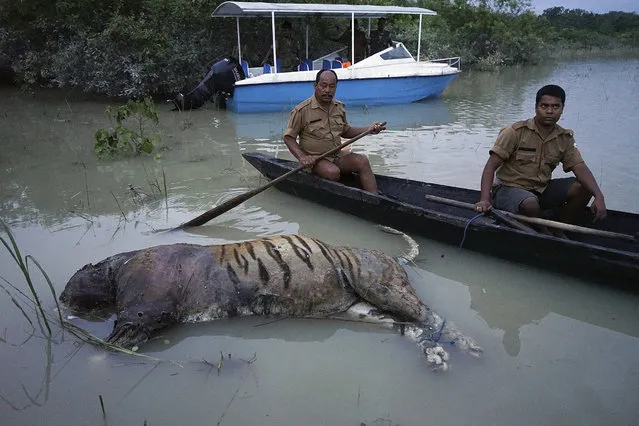 In this Friday, August 18, 2017 photo, the carcass of a tiger lies in floodwaters at the Bagori range inside Kaziranga National Park in the northeastern Indian state of Assam. About 80 per cent of the 480-square-kilometer (185-square-mile) park has been flooded and more than 100 animal carcass recovered, according to news reports. Deadly landslides and flooding are common across South Asia during the summer monsoon season that stretches from June to September. (Photo by Uttam Saikia/AP Photo)
