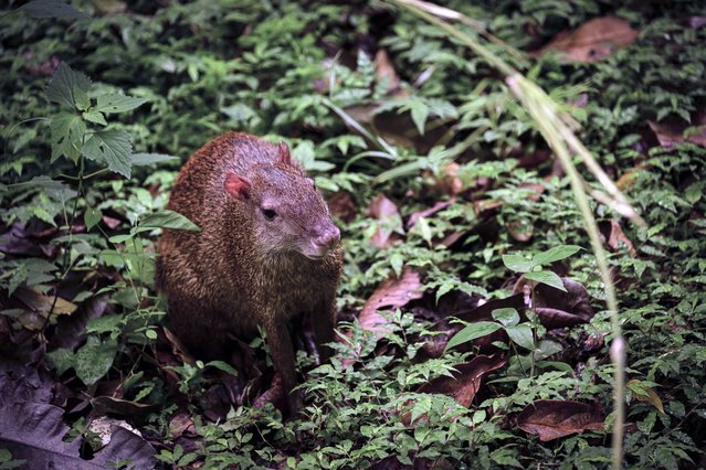 A Central American agouti (Dasyprocta punctata) is pictured at the Metropolitan Natural Park, a protected area in Panama City, on November 11, 2024. (Photo by Martin Bernetti/AFP Photo)