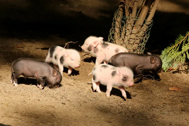 Five micropigs born to mother, “Truffel”, are seen in Zoo Wuppertal on August 11, 2014 in Wuppertal, Germany.  The five micropigs are the major attraction of Zoo Wuppertal. Pigedy, Fiete, Frederik, Smartie are 4 males and is Keks is a female micropig. (Photo by Animal Press/Barcroft Media)