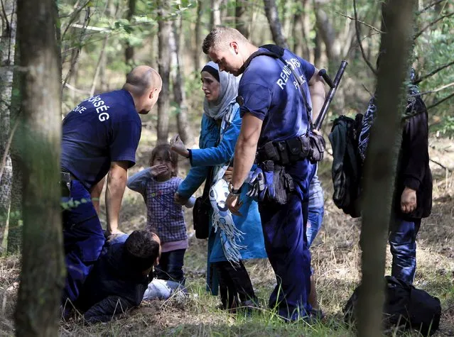 Hungarian policemen detain a Syrian migrant family after they entered Hungary at the border with Serbia, near Roszke, Hungary August 28, 2015. (Photo by Bernadett Szabo/Reuters)