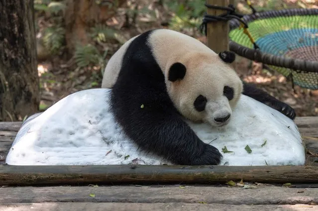 A panda lies on the ice on August 7, 2022 in Guangzhou, Guangdong Province of China. Recently, the weather in Guangzhou continued to be hot, and the zoo staff cooled the animals in different ways. (Photo by Stringer/Anadolu Agency via Getty Images)