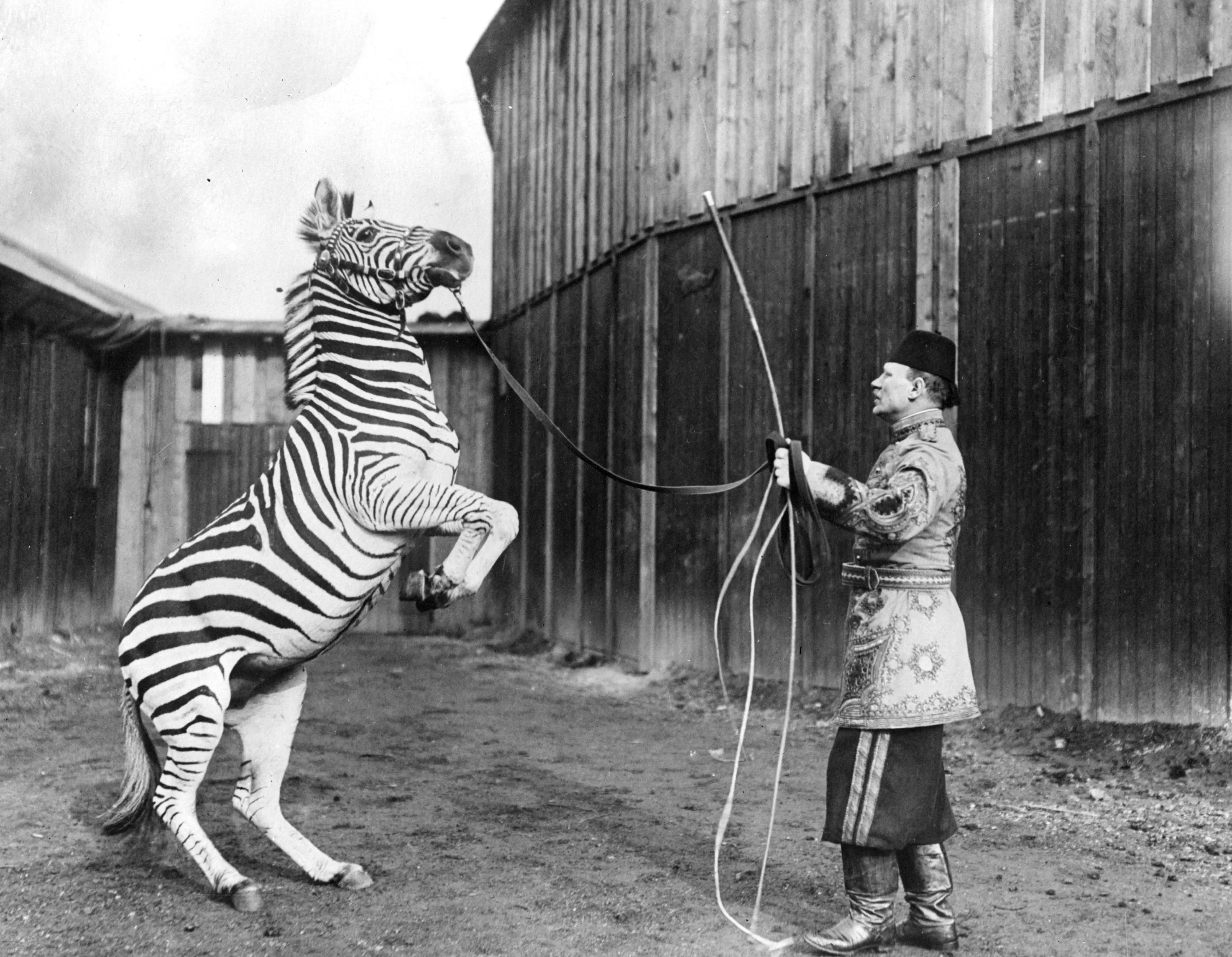Самое историческое животное. Цирковая Зебра. Цирк 20 век. Цирк животные ретро. Старый цирк звери.