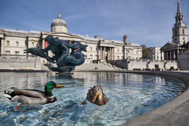 Ducks in the fountains almost outnumber people on London's iconic Trafalgar Square on Wednesday, as people stay home during the Covid-19 nationwide lockdown on April 15, 2020. (Photo by Emerson Utracik/Rex Features/Shutterstock)
