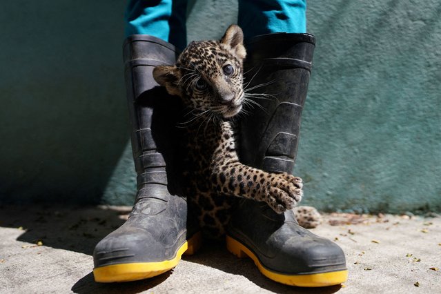 A jaguar cub is seen between the legs of a zookeeper at the zoo in Havana, Cuba on July 29, 2022. (Photo by Alexandre Meneghini/Reuters)