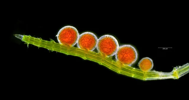 Shortlisted: “Chara antheridia” by Chris Carter (The Lizard, Cornwall UK. Collected by a colleague, Paul Gainey). “This is a line of antheridia on a male branch of the stonewort Chara fragifera, one of the algae. Each sphere has a closely-knit set of ‘shield cells’ with a black outline that give a dramatic setting to the red colouration”. (Photo by Chris Carter/2017 Royal Society of Biology Photographer of the Year)