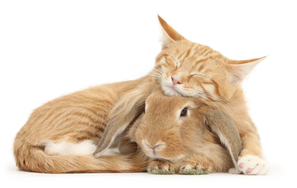 Cats and Bunnies