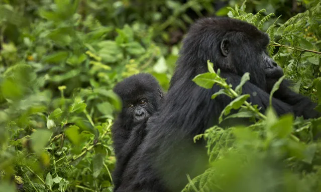 In this photo taken Friday, September 4, 2015, a baby mountain gorilla clings to the back of its mother as she forages for food, on Mount Bisoke volcano in Volcanoes National Park, northern Rwanda. (Photo by Ben Curtis/AP Photo)