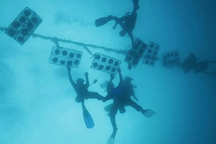 Golden Pearl Farming In Philippines