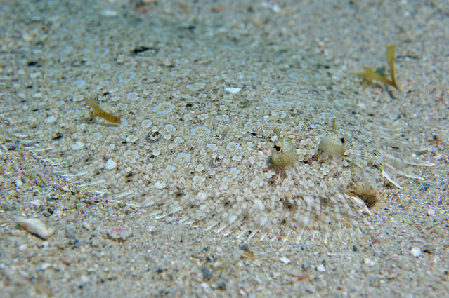A Peacock flounder lying camouflaged in sandy seabed in Tobago. (Photo by Gavin Parsons/Caters News/Ardea)
