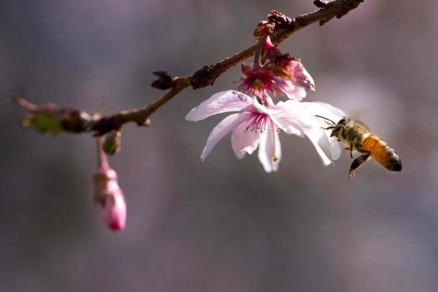 A honey bee flies in to collect pollen on a recently bloomed cherry blossom in Washington, DC, on March 19, 2025. DC's beloved cherry blossoms have officially reached the halfway point to peak bloom, the National Park Service (NPS) announced March 19. The cherry blossoms entered stage three, according to NPS, where the flowers florets have extended. (Photo by Jim Watson/AFP Photo)