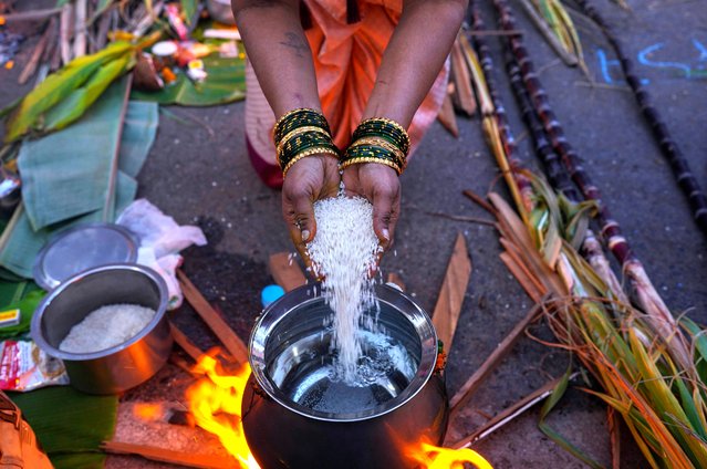 An Indian Tamil Hindu woman cooks special food to celebrate harvest festival Pongal at Dharavi, one of the world's largest slums, in Mumbai, India, Monday, January 15, 2024. This celebration, held according to the solar calendar, marks the beginning of the sun's northward movement and is considered to be auspicious. (Photo by Rafiq Maqbool/AP Photo)