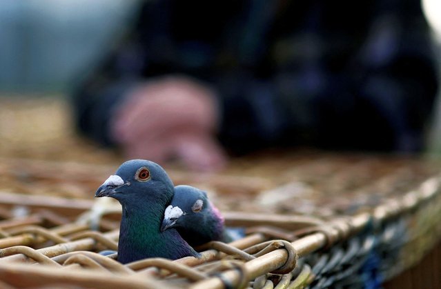 Pigeons wait for collection at Whiteleas in South Shields, Britain on April 4, 2025. (Photo by Lee Smith/Reuters)