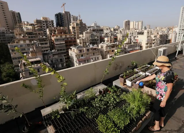 Manal Adada, waters plants on the rooftop of a building, as many Lebanese turn to grow vegetables and fruits at home as the pandemic hammers the collapsing economy and food costs soar to new heights, in Beirut, Lebanon on May 17, 2020. (Photo by Mohamed Azakir/Reuters)