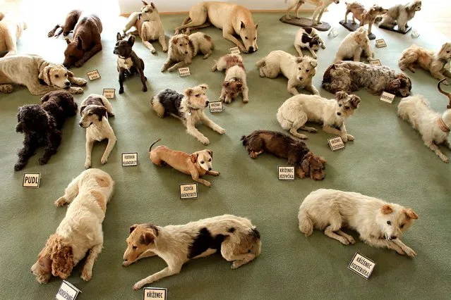 The largest collection of stuffed dogs in the world, some of which are seen in July 2011, was created by the last owner of the Bitov Castle, Baron George Haas, who commited suicide in 1945 before deportation to Austria, at Bitov Castle in Bitov, South Moravia. The Baron had thousands of animals and around 200 dogs, of which 51 were stuffed after their death and are part of the Guinness World Record collection. (Photo by Radek Mica/AFP Photo)