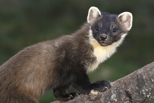 A pine marten hunts for its next meal near Blairgowrie in Perthshire on May 9, 2025. The species was close to extinction in Britain in the 1900s but its numbers have been slowly increasing with help from its protected status under the Wildlife and Countryside Act. (Photo by Neil Henderson/Story Picture Agency)