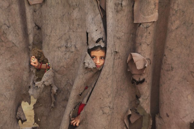 An Afghan refugee girl peers through a torn curtain at the entrance of her home at Kababayan Refugee Camp in Peshawar, Pakistan, Tuesday, April 8, 2025. (Photo by Muhammad Sajjad/AP Photo)