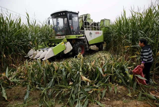A farmer looks as a corn harvester reaps corn at a farm in Gaocheng, Hebei province, China, September 30, 2015. (Photo by Kim Kyung-Hoon/Reuters)