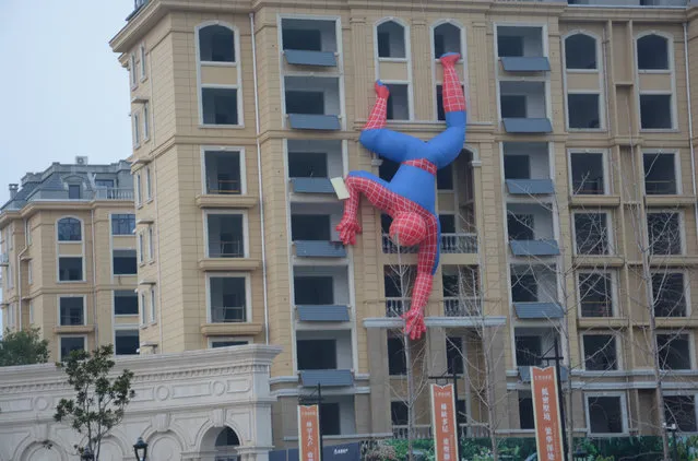 A giant spiderman dangles headfirst on the wall of a residential building on September 21, 2016 in Zaozhuang, Shandong Province of China. The 10-meter-long inflatable spider was hung on the residential building by property developers to get more attention for their residential buildings. (Photo by VCG/VCG via Getty Images)
