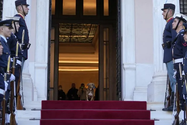 Peanut, the dog of Greece's Prime Minister Kyriakos Mitsotakis, stands at the entrance next to honour guard before the arrival of Cyprus' President Nicos Anastasiades at Maximos Mansion in Athens, Greece, Wednesday, February 1, 2023. (Photo by Thanassis Stavrakis/AP Photo) 