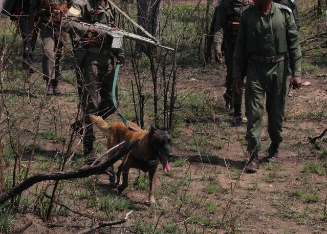 In this file photo taken Wednesday, November 19, 2014 tracking rangers with their dog, re-enact how they work, in conjunction with a helicopter, to track down rhino poachers in the Kruger National Park, near Skukuza, South Africa. (Photo by Denis Farrell/AP Photo)