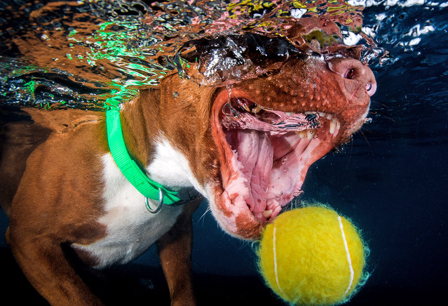 The jaws of a Staffordshire Bull Terrier just miss the floating tennis ball. (Photo by Jonny Simpson-Lee/Caters News Agency)
