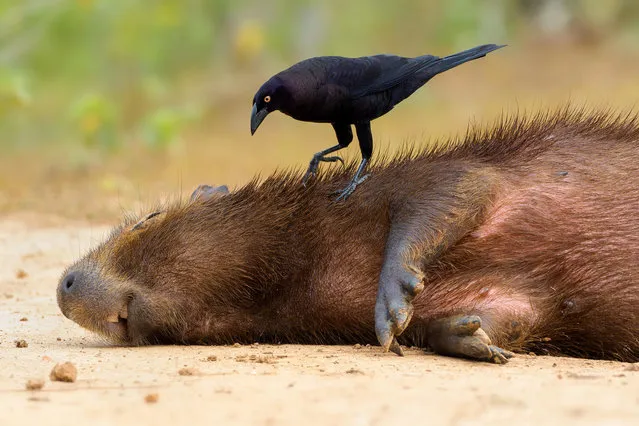 The shortlist for the coveted Bird Photographer of the Year awards has been announced by Nature Photographers and the British Trust for Ornithology. Here: Giant cowbird taking ticks from a capybara, Pantanal, Brazil. (Photo by Petr Bambousek/BPOTY/Cover Images/The Guardian)