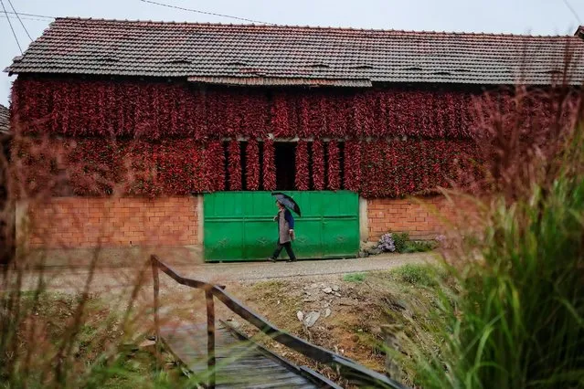 A woman walks along a road as bunches of paprika hang on the wall of a house to dry in the village of Donja Lakosnica, Serbia October 7, 2016. (Photo by Marko Djurica/Reuters)