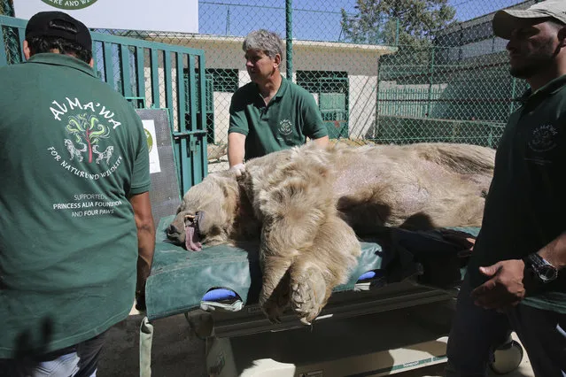 A sedated bear is prepared to be moved from the al-Ma’wa New Hope Center, outside Amman, Jordan, Sunday, October 2, 2016. (Photo by Thomas Hartwell/AP Photo)