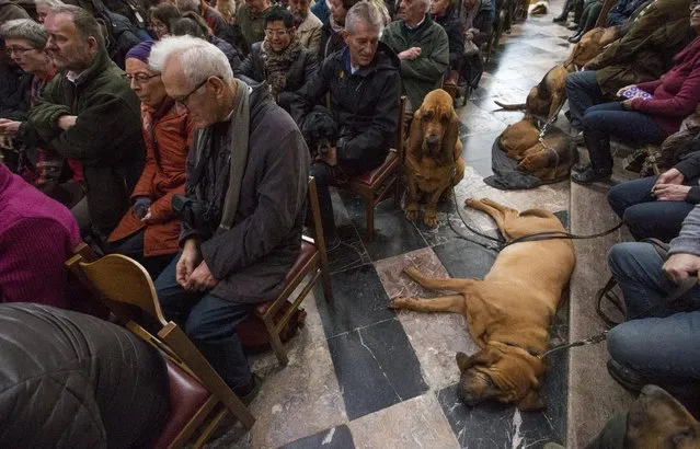 Dogs are seen among faithfuls during a religious service ahead of a blessing ceremony for animals at the Basilica of St Peter and Paul in Saint-Hubert, Belgium November 3, 2015. (Photo by Yves Herman/Reuters)