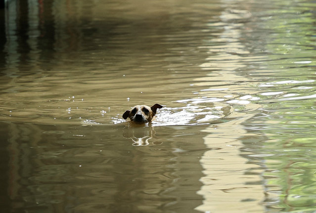 A dog swims through a flooded market as the water level of river Yamuna rose due to heavy monsoon rains, in New Delhi, India, on September 5, 2025. (Photo by Anushree Fadnavis/Reuters)