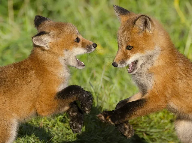 A pair of month-old fox cubs get to know each other near their den in San Juan Island, Washington, US in March 2023. (Photo by Johnson Huang/Solent News)